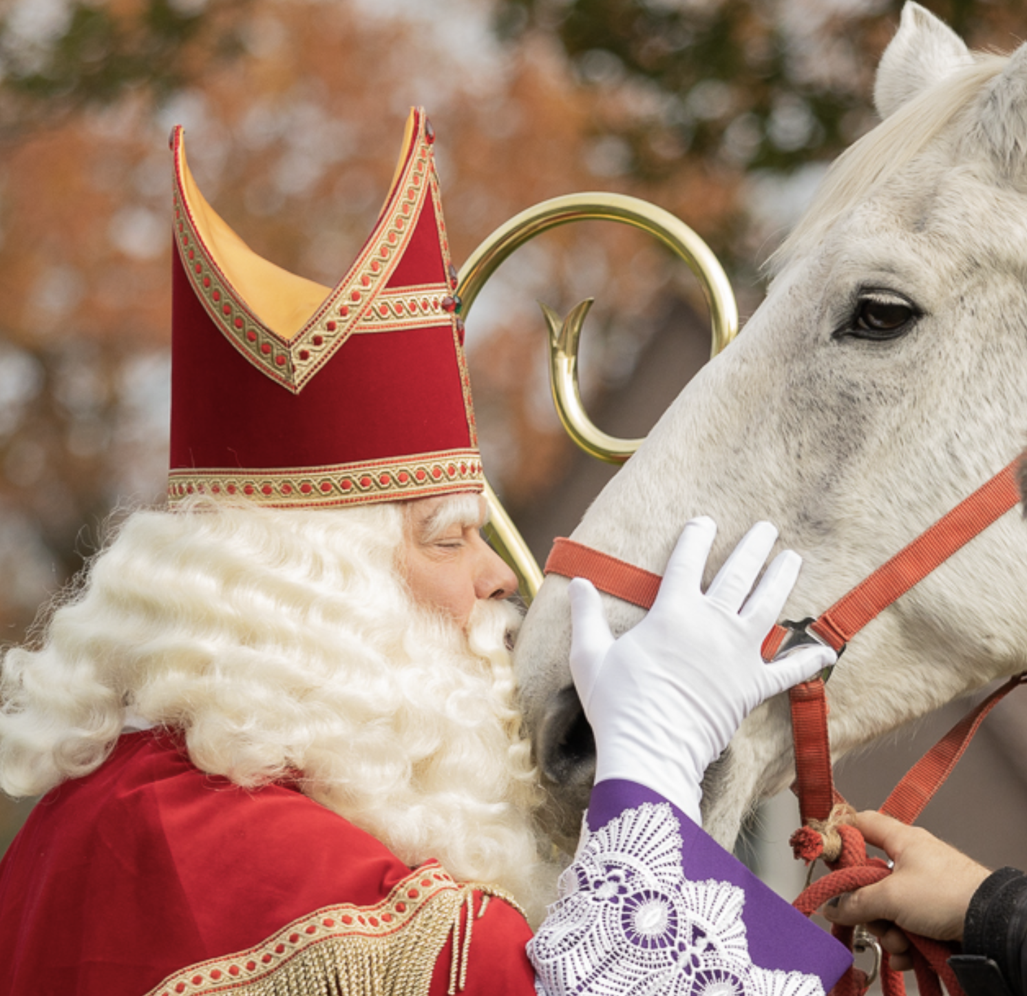 Afscheid van Amerigo 2.0: het paard van Sinterklaas is overleden